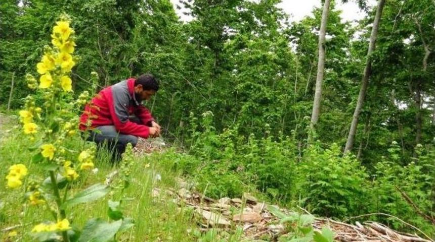 Amanoslarda Ağır Metal Toplayıcı Bitkiler Araştırıldı