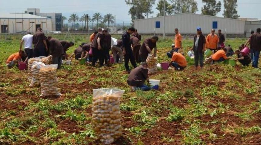 Adana'da H&uuml;k&uuml;ml&uuml;ler 60 Ton Patates Yetiştirdi