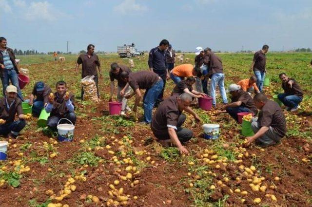 Adana'da Hükümlüler 60 Ton Patates Yetiştirdi