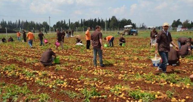 Adana'da Hükümlüler 60 Ton Patates Yetiştirdi