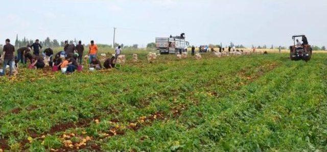 Adana'da Hükümlüler 60 Ton Patates Yetiştirdi