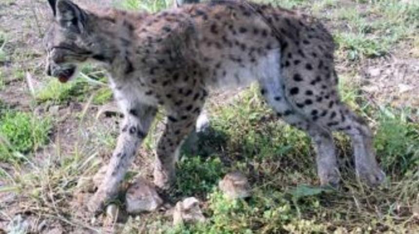 Ağaca Bağlı &Ouml;l&uuml; Vaşak Bulundu