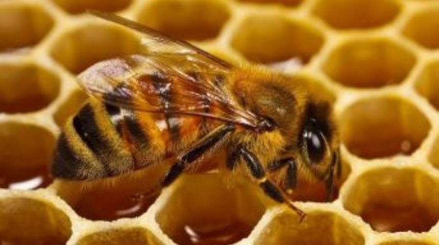 Bayburt &Uuml;niversitesine Bağlı Arıcılık Araştırma Ve Uygulama Merkezi Aydıntepe&rsquo;de A&ccedil;ıldı