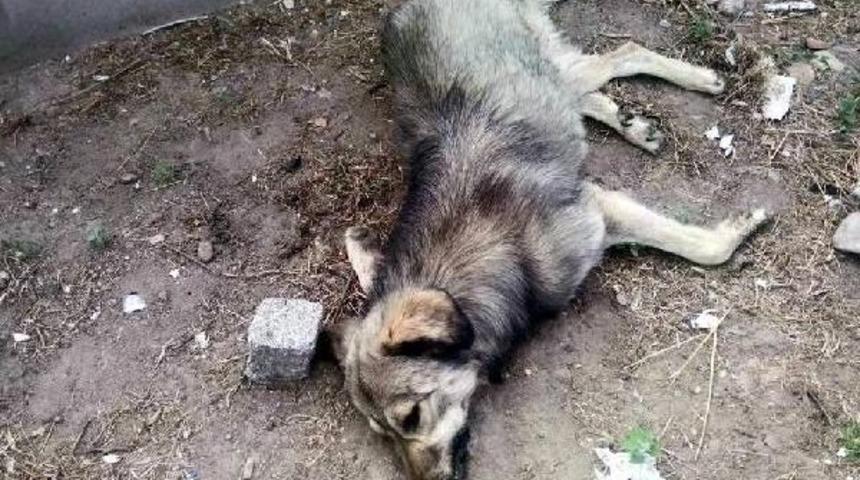 Bergama'da 22 K&ouml;peğin Itlafı Protesto Edildi