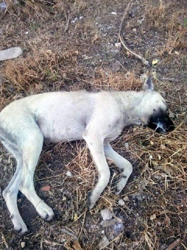 Bergama da 22 K&ouml;peğin Itlafı Protesto Edildi 1