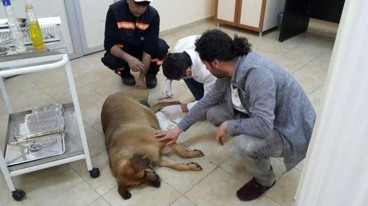 Sokak K&ouml;peği Fenomen Oldu