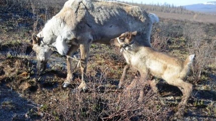 Duha T&uuml;rklerinin Ren Geyikleri İlk Yavrularını Verdi