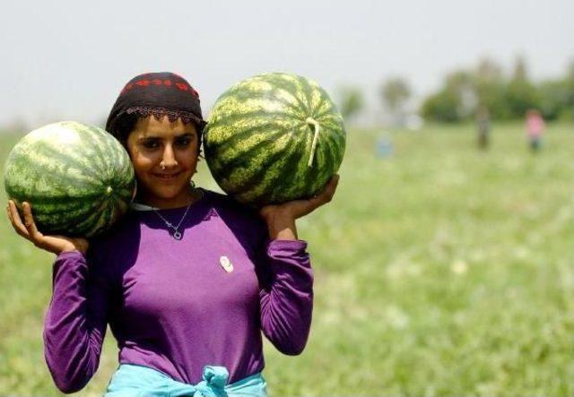 Karpuz Tarlada 35 Kuruşa Düştü