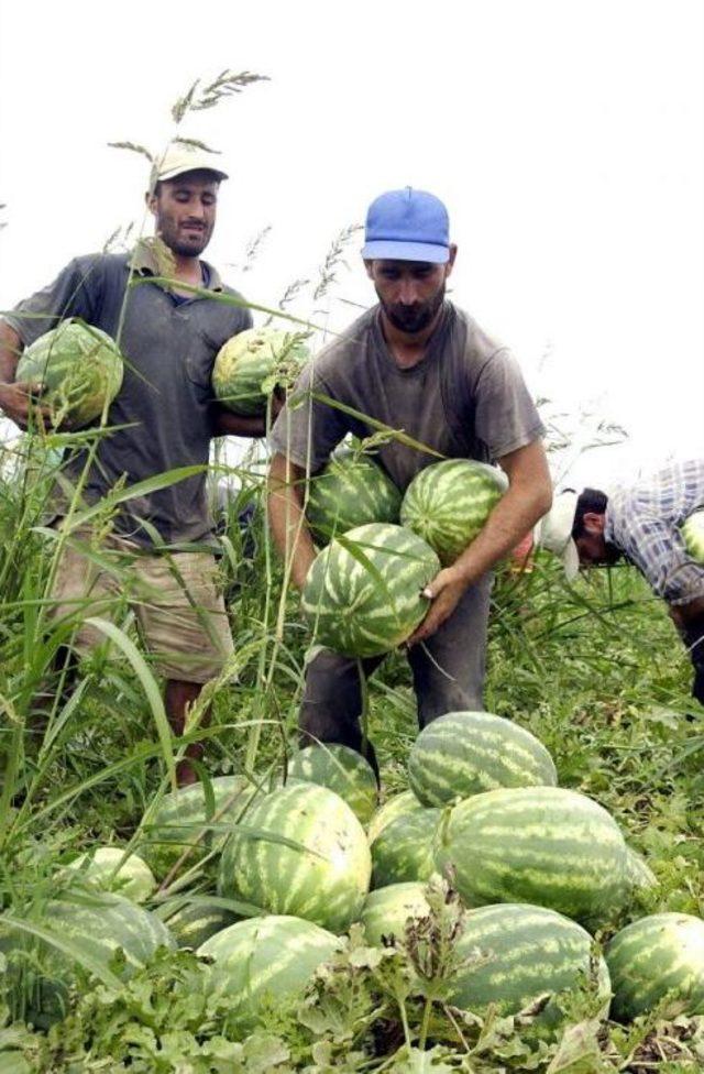 Karpuz Tarlada 35 Kuruşa Düştü