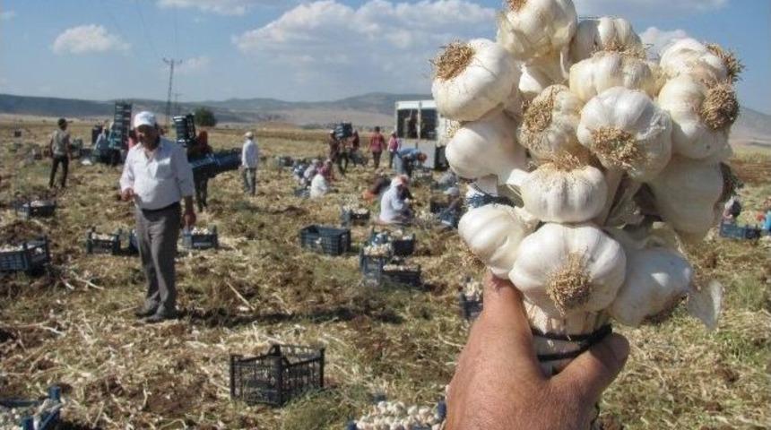 Araban&rsquo;da Sarımsak Hasadına Başlandı