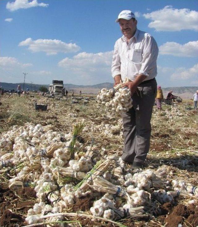Araban&rsquo;da Sarımsak Hasadına Başlandı 1