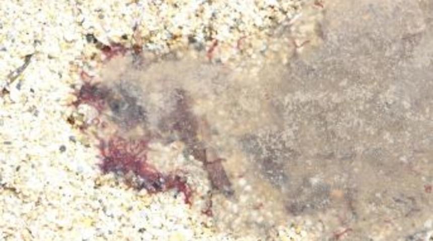 Alanya&rsquo;da Mavi Bayrak&rsquo;lı Plajda Denize Kurt Akıyor