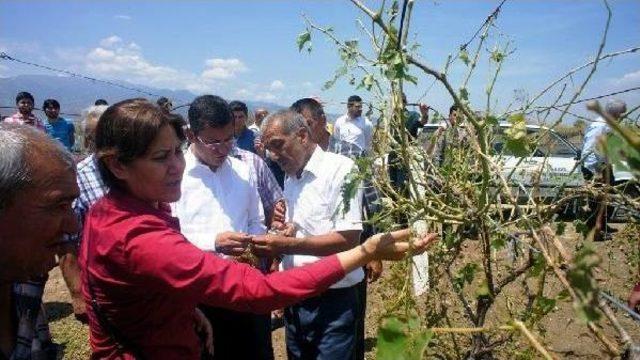 Chp li Milletvekili Ve Adayları Doludan Zarar G&ouml;ren &Ccedil;ift&ccedil;iyi Dinledi 1