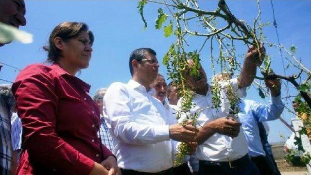 Chp li Milletvekili Ve Adayları Doludan Zarar G&ouml;ren &Ccedil;ift&ccedil;iyi Dinledi 3