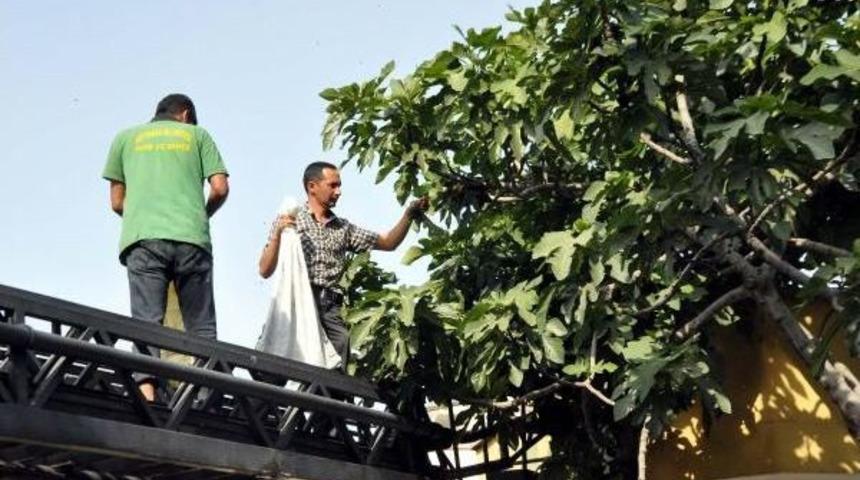 Evin Bah&ccedil;esindeki Ağa&ccedil;ta Oğul Veren Arılar Korkuttu