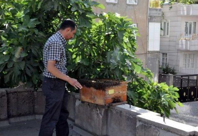 Evin Bah&ccedil;esindeki Ağa&ccedil;ta Oğul Veren Arılar Korkuttu 1