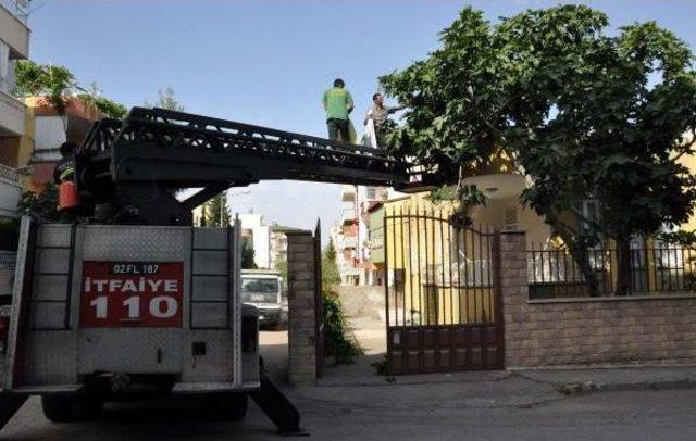 Evin Bah&ccedil;esindeki Ağa&ccedil;ta Oğul Veren Arılar Korkuttu 2