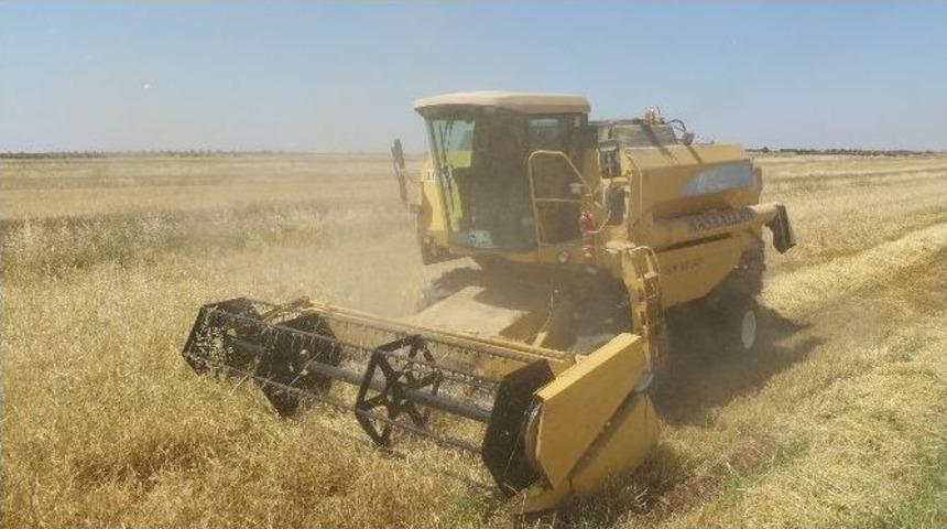 Kilis&rsquo;te Hububat Hasadı Başladı