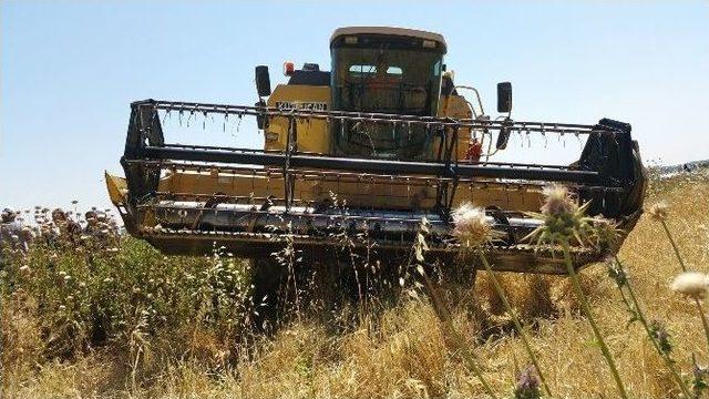 Kilis&rsquo;te Hububat Hasadı Başladı 1