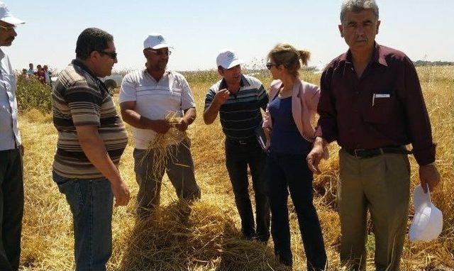 Kilis&rsquo;te Hububat Hasadı Başladı 2