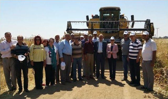 Kilis&rsquo;te Hububat Hasadı Başladı 3