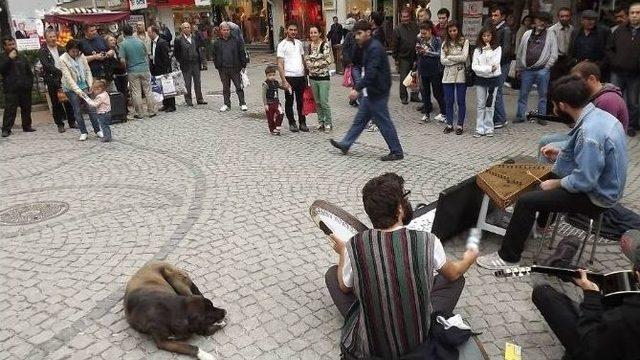 Bu Hayvanlara Bir Haller Oldu