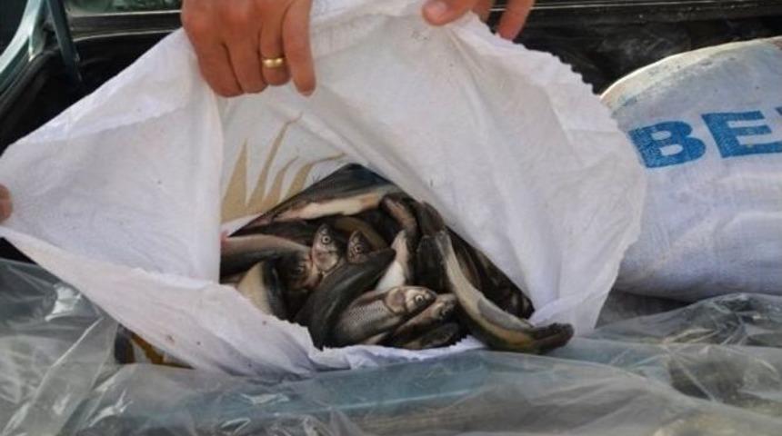 Jandarma Yol Kontrollerinde Ka&ccedil;ak Balık Ele Ge&ccedil;irdi