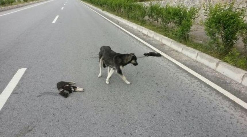 Anne K&ouml;pek &Ouml;len Yavrularının Başından Saatlerce Ayrılmadı