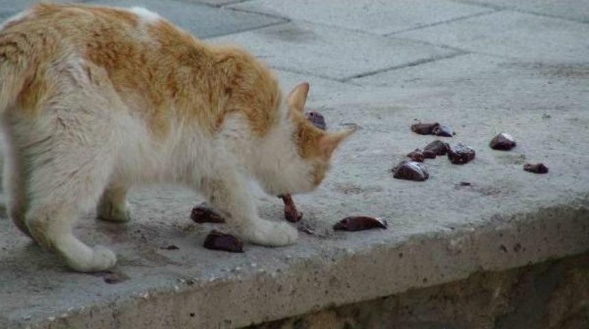 Chp'li Ağbaba'dan Kedilere Ciğerli &Ouml;nlem