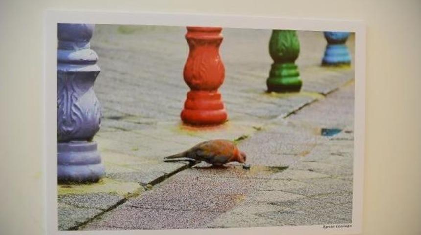 İbretlik Kumru &Ouml;d&uuml;l Getirdi