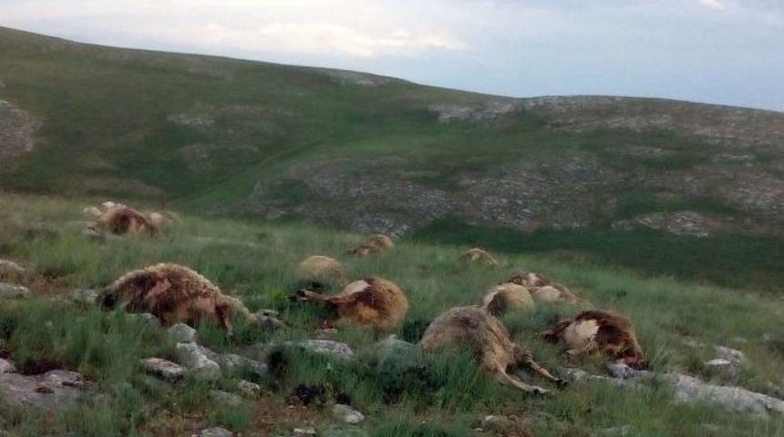 Düşen Yıldırım 37 Koyunu Telef Etti