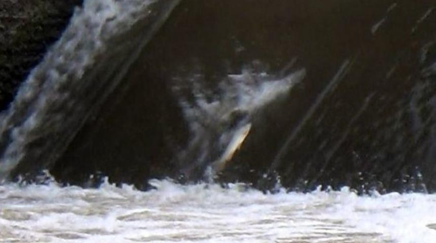 Kars&rsquo;ta Balıkların İnanılmaz M&uuml;cadelesi