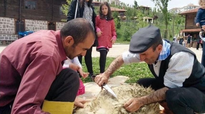 Altınk&ouml;y&rsquo;&uuml;n Koyunları Kırkıldı