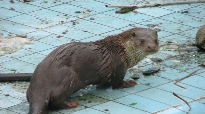 Su Samuru Havuzda Mahsur Kaldı