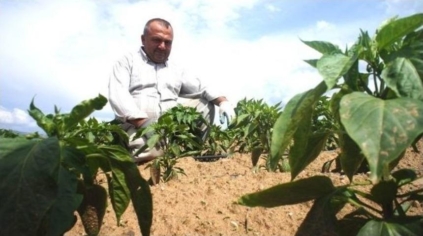 Doğal Tohumlarla 150 Yıldır &Uuml;retimi Yapılıyor