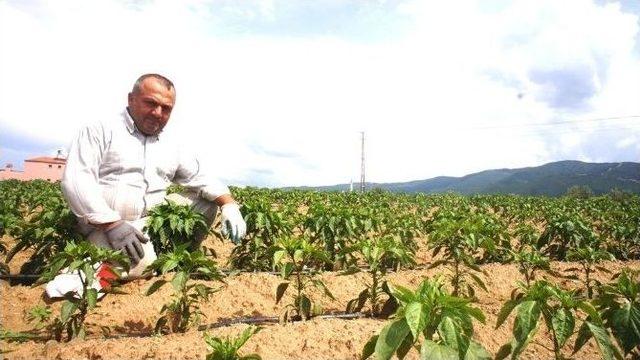 Doğal Tohumlarla 150 Yıldır Üretimi Yapılıyor