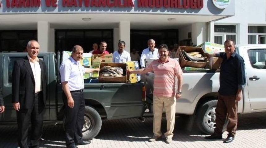 Elazığ&rsquo;da 1,5 Ton Ka&ccedil;ak Balık Yakalandı