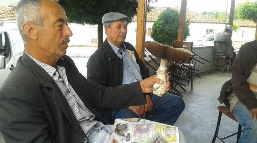 1 Kiloluk Mantar G&ouml;renleri Şaşırttı