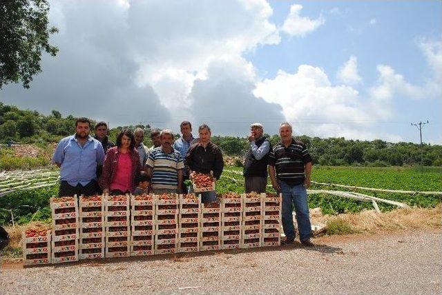 Silifke’de Yaylalarda Domatese Alternatif Çilek Ekildi