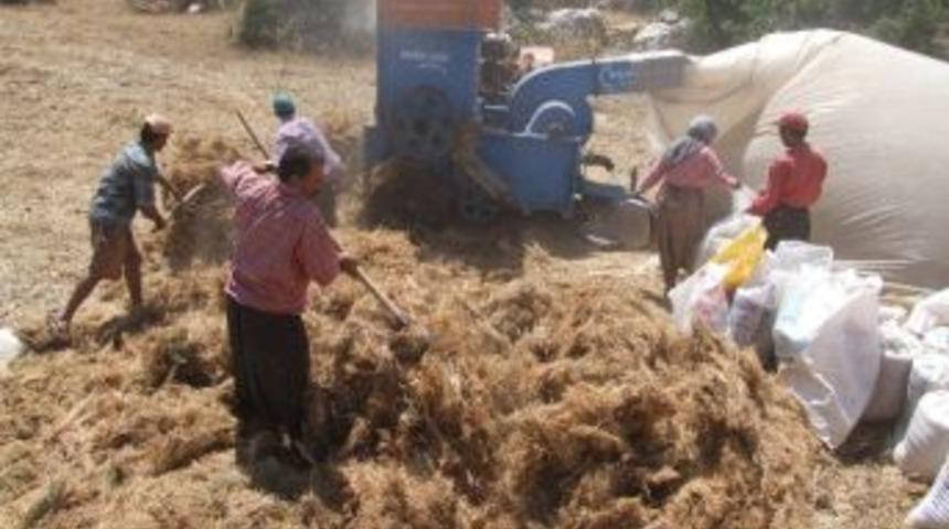 K&ouml;yl&uuml; Patozla Harman &Ccedil;ekiyor