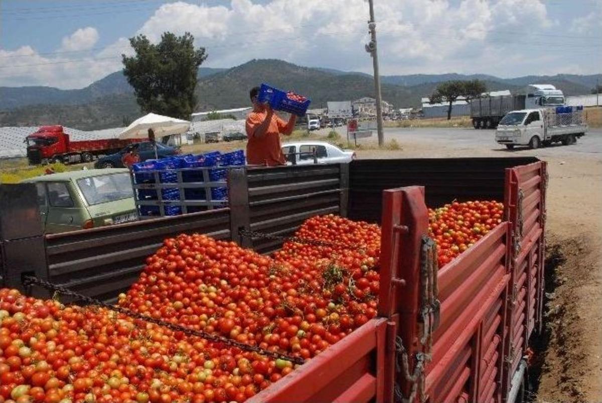 Domatesin Kasası 2 Tl&rsquo;ye D&uuml;şt&uuml;