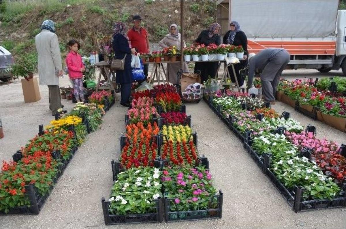(&ouml;zel Haber) Vatandaşlar Bah&ccedil;elerinde En &Ccedil;ok Horoz İbiği &Ccedil;i&ccedil;eğini Tercih Ediyor