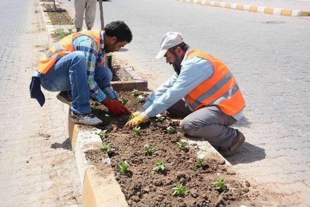 Ceylanpınar Belediyesi Ref&uuml;j &Ccedil;alışması 1