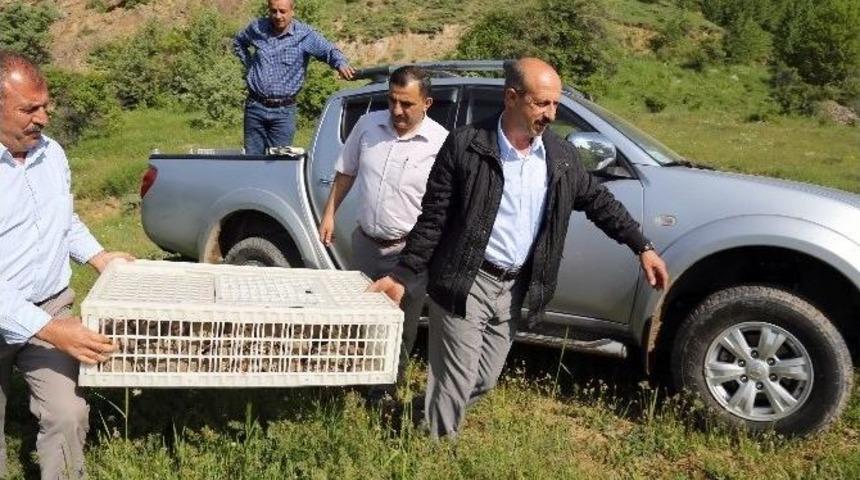 K&uuml;rt&uuml;n&rsquo;de Keklikler Doğayla Buluştu