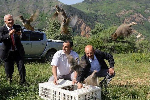 Kürtün’de Keklikler Doğayla Buluştu 1