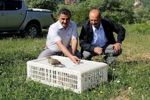 Kürtün’de Keklikler Doğayla Buluştu 2