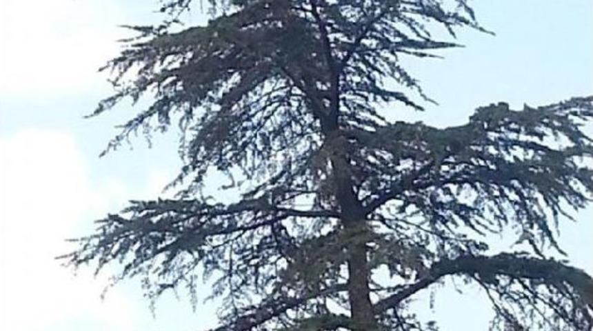 Se&ccedil;im G&uuml;n&uuml;nden Beri Ağa&ccedil;ta Olan Kediyi Itfaiye Indirdi