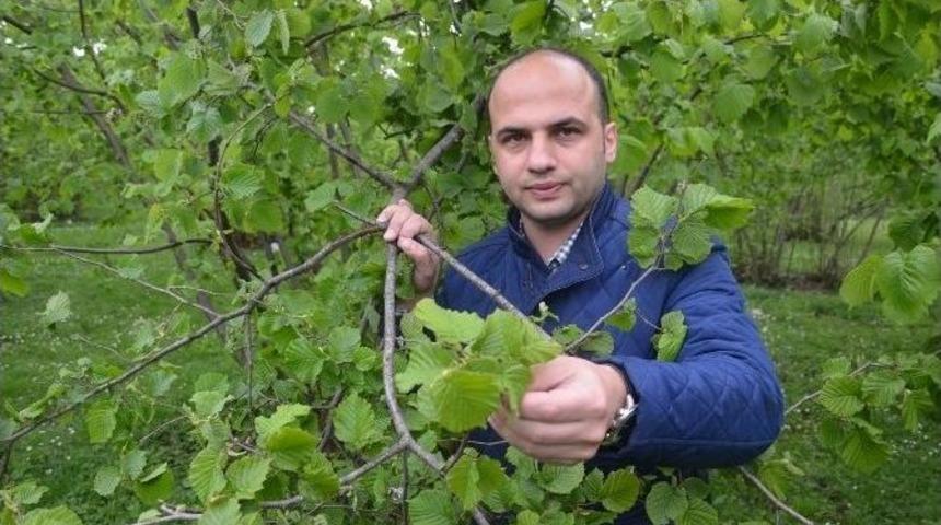 Fındık &lsquo;k&uuml;llenme&rsquo; Hastalığı Tehdidi Altında