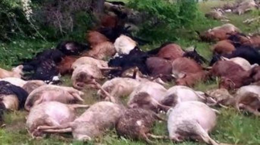 Dursunbey&rsquo;de Yıldırım 45 K&uuml;&ccedil;&uuml;kbaş Hayvanı Daha Telef Etti