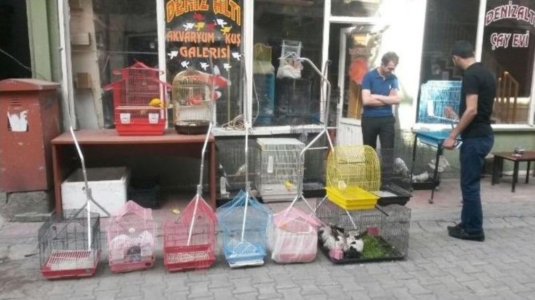 Tatvan&rsquo;da Muhabbet Kuşuna İlgi Her Ge&ccedil;en G&uuml;n Artıyor